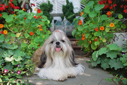 Shiih Tzu ©randyproductions.com